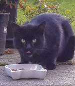 2017-10-06 Katze Svg+xml,%3Csvg%20xmlns%3D%22http%3A%2F%2Fwww.w3